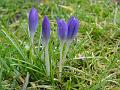 2010-0225-1345_Crocus_9,1C